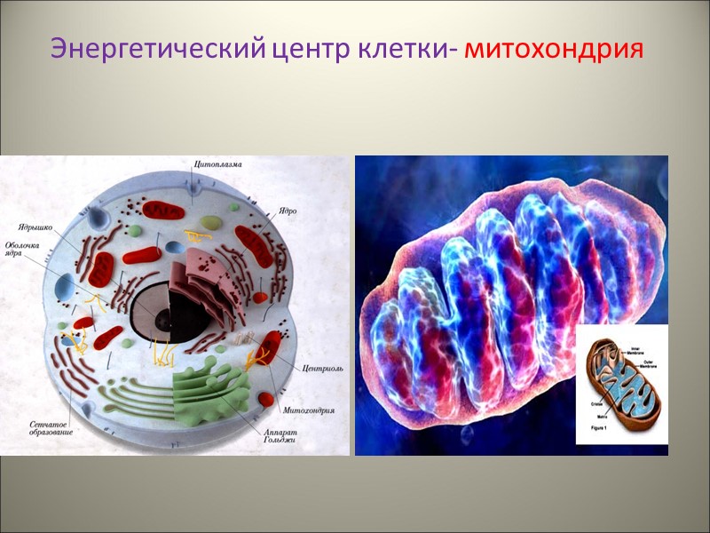 Энергетический центр клетки- митохондрия